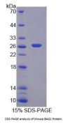 Mouse BAG Family Molecular Chaperone Regulator 1 (BAG1) Protein
