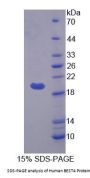 Human BEST4 Protein