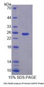 Human CAPN7 Protein