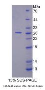 Rat CAPN11 Protein