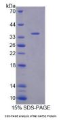 Rat CAPS2 Protein