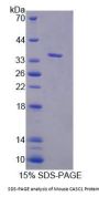 Mouse CASC1 Protein
