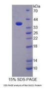 Rat CASC1 Protein
