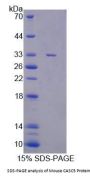 Mouse CASC5 Protein