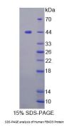 Human FBXO3 Protein