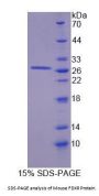 Mouse Ferredoxin Reductase (FDXR) Protein