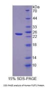 Human FLRT1 Protein
