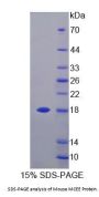 Mouse Methylmalonyl-CoA Epimerase (MCEE) Protein