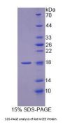 Rat Methylmalonyl-CoA Epimerase (MCEE) Protein