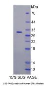 Human GRB14 Protein