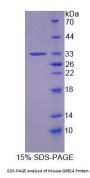 Mouse GRB14 Protein
