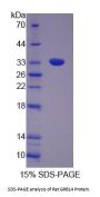 Rat GRB14 Protein