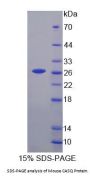 Mouse CASQ Protein