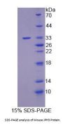 Mouse Junctophilin-3 (JPH3) Protein