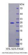 Mouse IHPK3 Protein