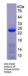 Mouse Matrix Metalloproteinase 1 (MMP1) Protein