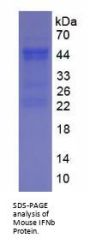 Mouse IFNb Protein