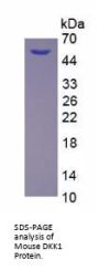 Mouse DKK1 Protein