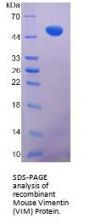 Mouse Vimentin (VIM) Protein