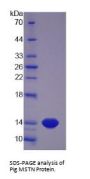 Pig MSTN Protein