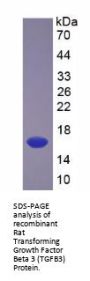 Rat Transforming Growth Factor Beta 3 (TGFB3) Protein