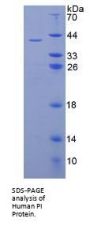 Human PI Protein