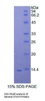 Signal Transducer and Activator of Transcription 3 (STAT3) Protein