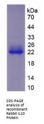 Rabbit Interleukin 10 (IL10) Protein