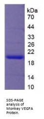 Monkey Vascular Endothelial Growth Factor A (VEGFA) Protein