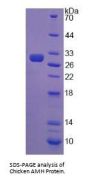 Chicken Muellerian-Inhibiting Factor (AMH) Protein