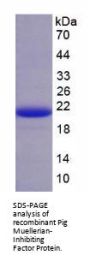 Pig Muellerian-Inhibiting Factor (AMH) Protein