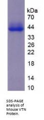 Mouse VTN Protein