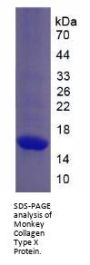 Monkey Collagen Type X Alpha 1 (COL10A1) Protein
