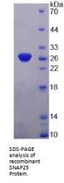 Synaptosomal Associated Protein 25 kDa (SNAP25) Protein