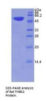 Rat THBS2 Protein
