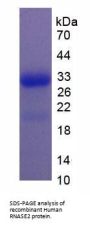 Human Ribonuclease A2 (RNASE2) Protein