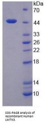 Human Lemur Tyrosine Kinase 3 (LMTK3) Protein