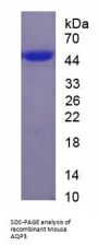 Mouse Aquaporin 3, Gill Blood Group (AQP3) Protein