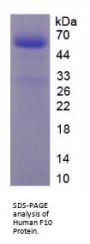 Human F10 Protein