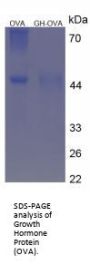 Pig Somatotropin / Growth Hormone (GH1) Peptide (OVA)