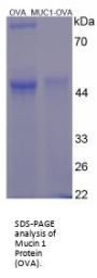 Human Mucin 1 (MUC1) Peptide (OVA)