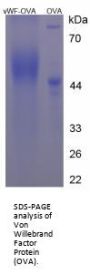 Human Von Willebrand Factor (vWF) Peptide (OVA)