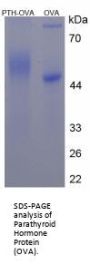 Human Parathyroid Hormone (PTH) Peptide (OVA)