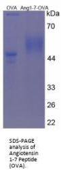 Angiotensin 1-7 (Ang1-7) Peptide (OVA)