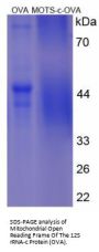 Human Mitochondrial Open Reading Frame Of The 12S rRNA-c (MOTS-c) Peptide (OVA)
