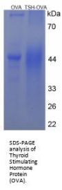 Human Thyroid Stimulating Hormone (TSH) Peptide (OVA)