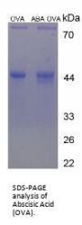 Abscisic Acid (OVA)
