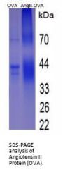 Angiotensin II (Ang II) Peptide (OVA)