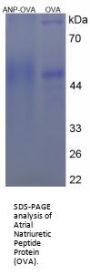 Cow Atrial Natriuretic Peptide (ANP) Peptide (OVA)
