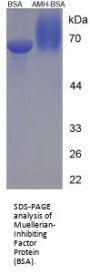 Zebrafish Muellerian-Inhibiting Factor (AMH) Peptide (BSA)